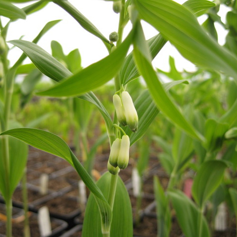 Polygonatum lasianthum